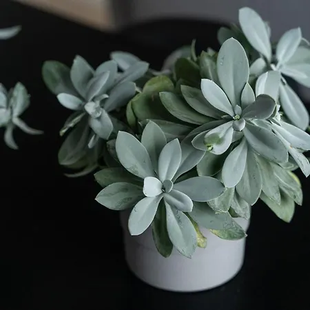 Milion Rynek Sienny Stare Bulwary No 1 Szczecin